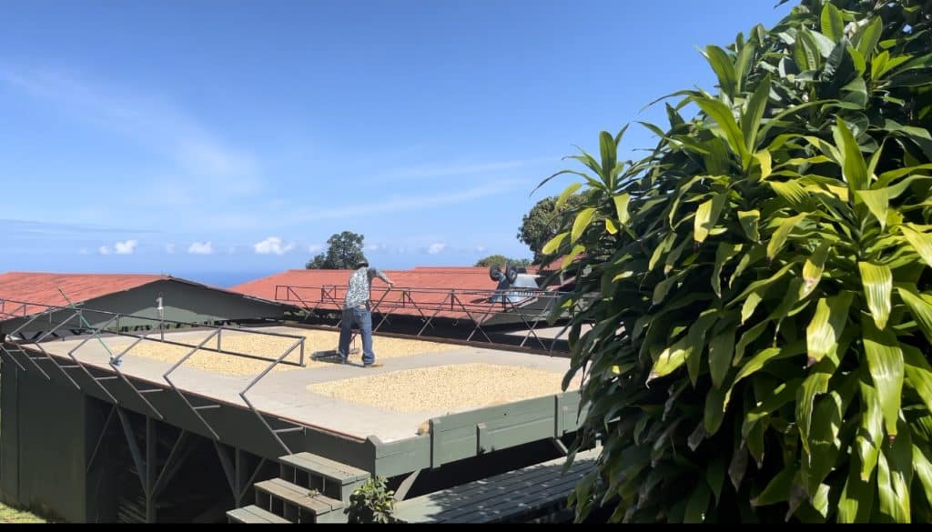 Coffee Beans Drying